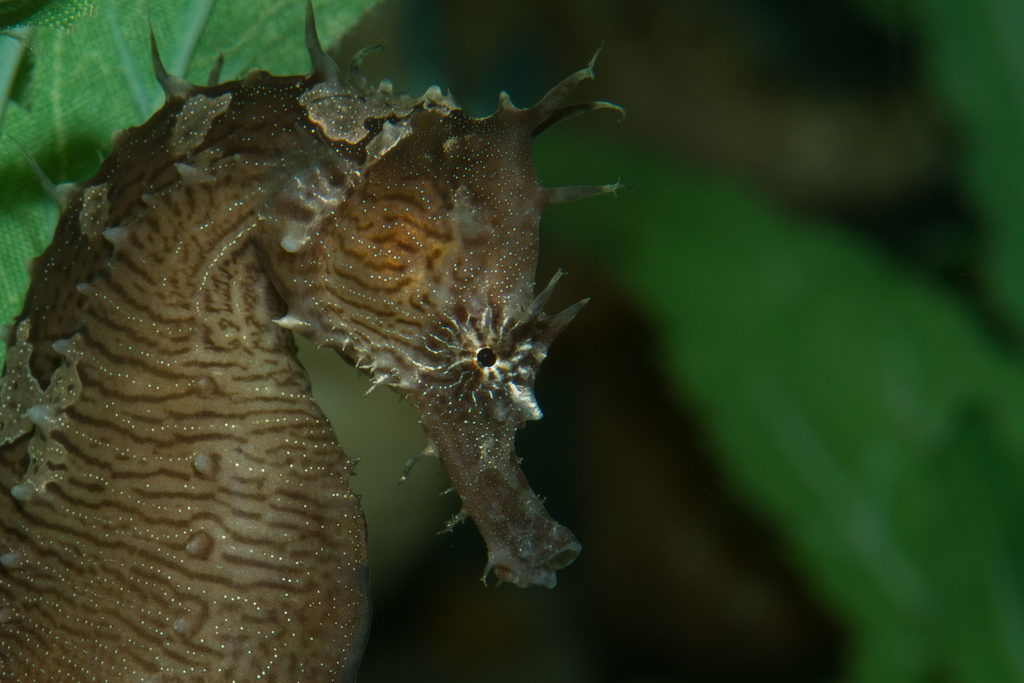 Picture of lined seahorse.